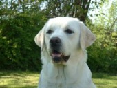 Images: pies_szczypienie.jpg